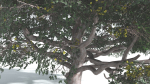 EVERYPlant Portia Tree 3 --14 Models--