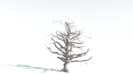 EVERYPlant Portia Tree 3 --14 Models--