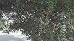EVERYPlant Portia Tree 3 --14 Models--