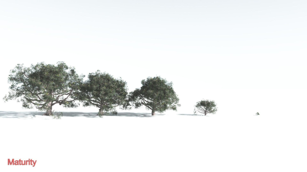 EVERYPlant Portia Tree 3 --14 Models--