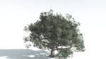 EVERYPlant Portia Tree 3 --14 Models--