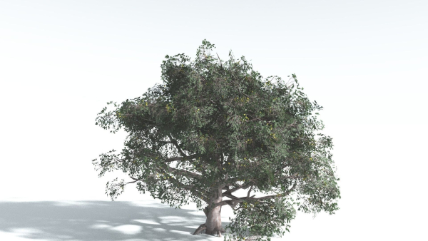 EVERYPlant Portia Tree 3 --14 Models--