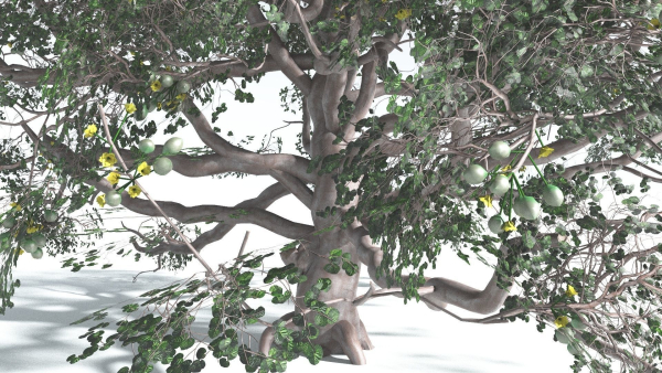 EVERYPlant Portia Tree 3 --14 Models--