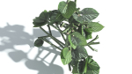EVERYPlant Portia Tree 3 --14 Models--