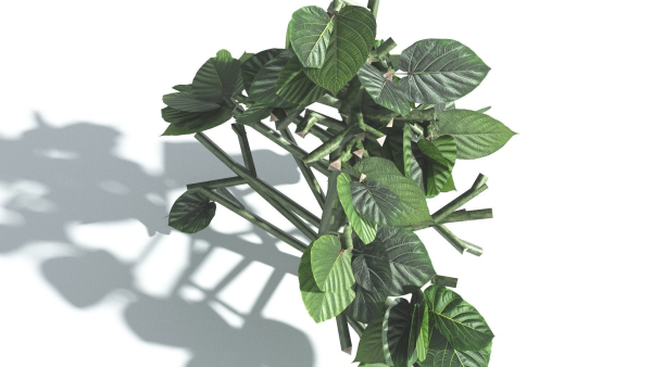 EVERYPlant Portia Tree 3 --14 Models--