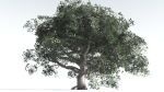 EVERYPlant Portia Tree 3 --14 Models--