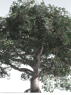 EVERYPlant Portia Tree 3 --14 Models--