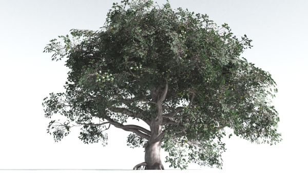 EVERYPlant Portia Tree 3 --14 Models--