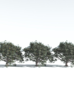 everyplant-portia-tree-3-14-models-3d-model-cd6e2f3471