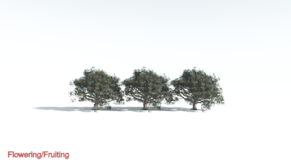 EVERYPlant Portia Tree 3 --14 Models--