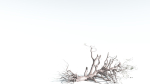EVERYPlant Portia Tree 3 --14 Models--