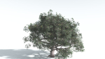 EVERYPlant Portia Tree 3 --14 Models--