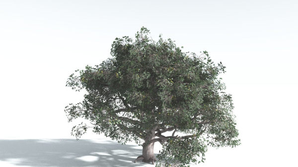 EVERYPlant Portia Tree 3 --14 Models--