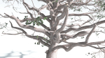 EVERYPlant Portia Tree 3 --14 Models--