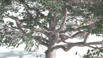 EVERYPlant Portia Tree 3 --14 Models--
