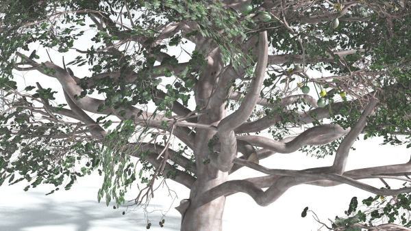 EVERYPlant Portia Tree 3 --14 Models--