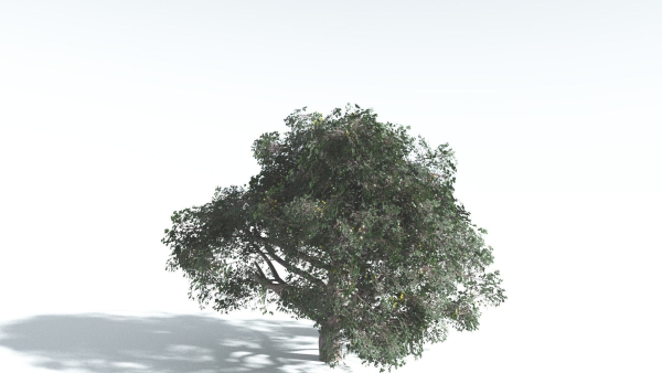 EVERYPlant Portia Tree 3 --14 Models--