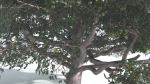 EVERYPlant Portia Tree 3 --14 Models--