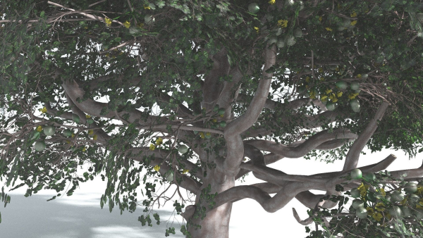 EVERYPlant Portia Tree 3 --14 Models--