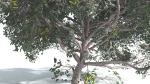 EVERYPlant Portia Tree 4 --14 Models--