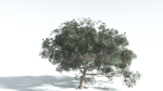 EVERYPlant Portia Tree 4 --14 Models--