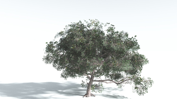 EVERYPlant Portia Tree 4 --14 Models--