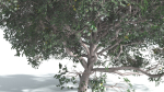 EVERYPlant Portia Tree 4 --14 Models--