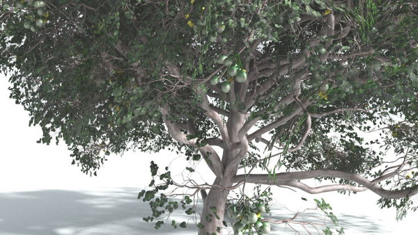 EVERYPlant Portia Tree 4 --14 Models--