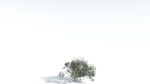 EVERYPlant Portia Tree 4 --14 Models--