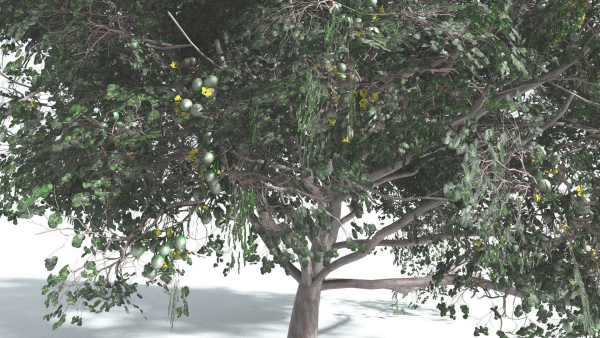 EVERYPlant Portia Tree 4 --14 Models--