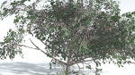 EVERYPlant Portia Tree 4 --14 Models--