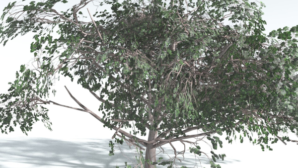 EVERYPlant Portia Tree 4 --14 Models--