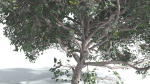 EVERYPlant Portia Tree 4 --14 Models--