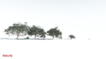EVERYPlant Portia Tree 4 --14 Models--