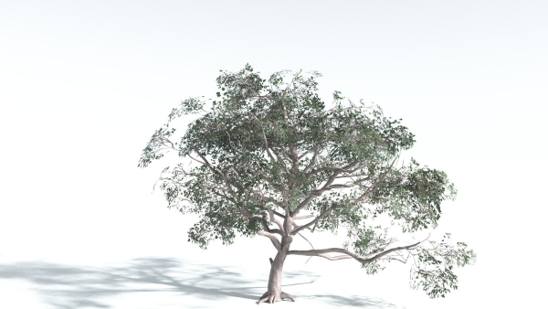 EVERYPlant Portia Tree 4 --14 Models--