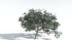 EVERYPlant Portia Tree 4 --14 Models--