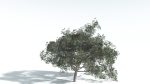 EVERYPlant Portia Tree 4 --14 Models--