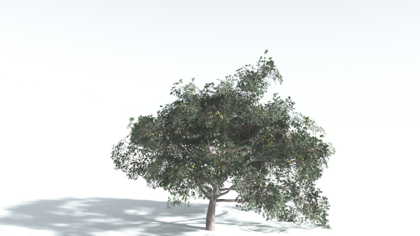 EVERYPlant Portia Tree 4 --14 Models--