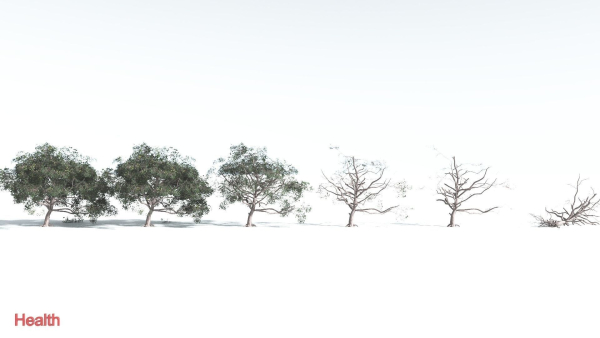 EVERYPlant Portia Tree 4 --14 Models--