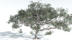 EVERYPlant Portia Tree 4 --14 Models--