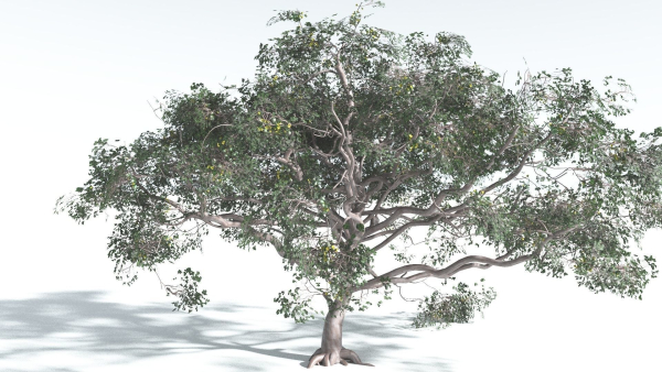 EVERYPlant Portia Tree 4 --14 Models--