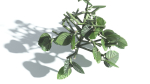 EVERYPlant Portia Tree 4 --14 Models--
