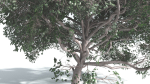 EVERYPlant Portia Tree 4 --14 Models--