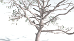 EVERYPlant Portia Tree 4 --14 Models--