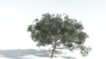 EVERYPlant Portia Tree 4 --14 Models--