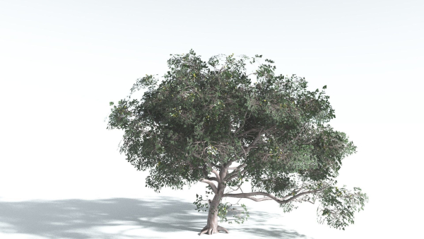 EVERYPlant Portia Tree 4 --14 Models--