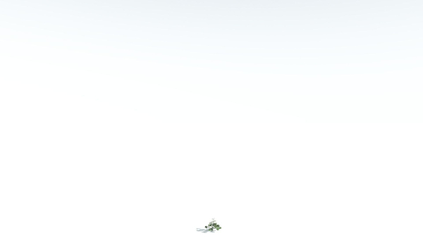 EVERYPlant Portia Tree 4 --14 Models--