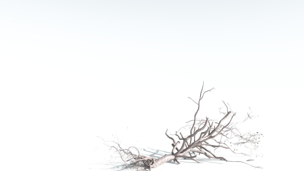 EVERYPlant Portia Tree 4 --14 Models--