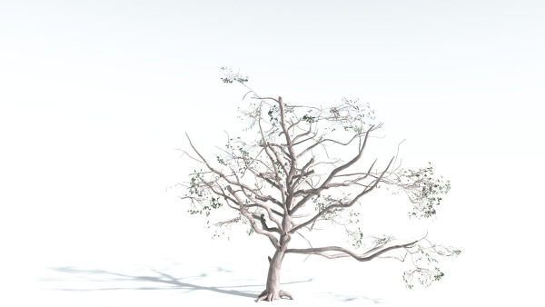 EVERYPlant Portia Tree 4 --14 Models--