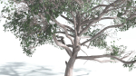 EVERYPlant Portia Tree 4 --14 Models--